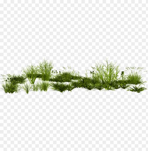 Photoshop Vector Art, Grass Transparent Background, Background Effect Png, Grass Texture Photoshop Architecture, Vegetation Png, Grass Architecture, Green Grass Png, Grass Images, Grass Photoshop