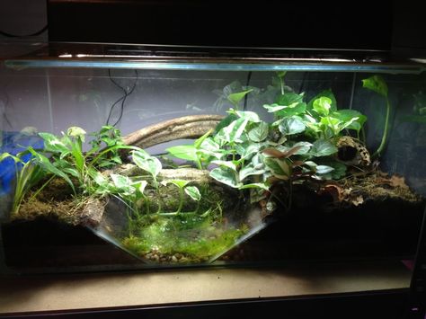 Fire Belly Toad Tank Setup | New big build would love some input from others!! - Reptile Forums Fire Bellied Toad Habitat, Fire Belly Toad Tank, Toad Tank Setup, Toad Enclosure Ideas, Tiger Salamander Terrarium, Terrarium With Fish, Frog Tank Setup, Toad Terrarium, Fire Belly Toad