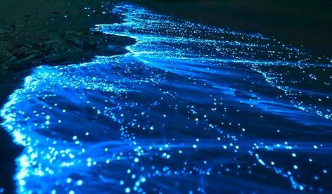 Bioluminescent Aesthetic, Bioluminescence Wallpaper, Atsv Oc, Ocean Grunge, Tablet Aesthetic, Space Ocean, Underwater Bubbles, Water Planet, Dr Ideas