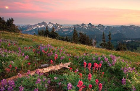 Mountain Field, pink celosia #hills #field #mountains #flowers 3d and abstract #1080P #wallpaper #hdwallpaper #desktop Norway Wallpaper, Desktop Wallpaper Summer, Google Backgrounds, Nature Desktop Wallpaper, Frühling Wallpaper, Nature Desktop, Field Wallpaper, Wallpaper Macbook, Desktop Background Images