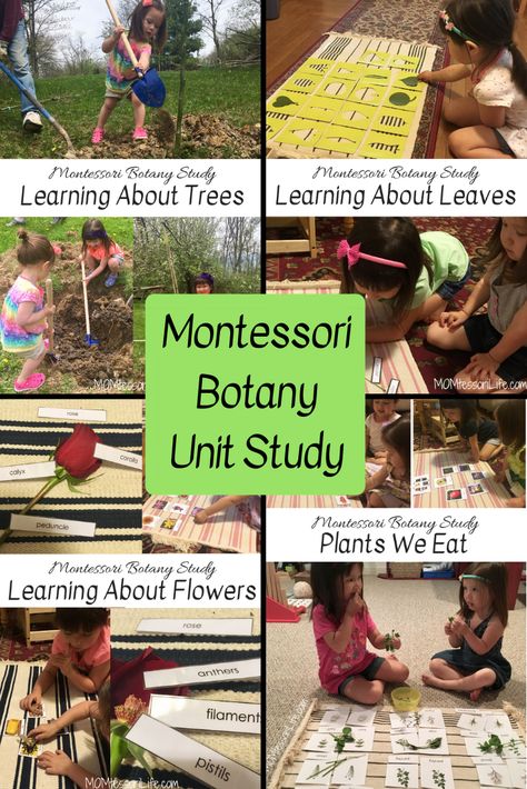 Montessori Garden Activities, Montessori Themed Activities, Botany Unit Study, Seeds Activities, Montessori Guide, Montessori Homeschool Preschool, Montessori Garden, Montessori Botany, Botany Study