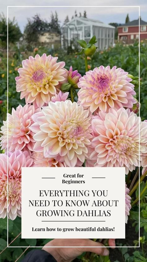 Find everything you want to know about growing and caring for dahlias right here. Whether you're a beginner gardener and want to learn about dahlias, or you need to know how to store your dahlia tubers, you'll find everything here. Learn how to grow dahlias from seed, when to plant dahlias, how to plant dahlia tubers, how to care for dahlia flowers, and so much more. Start growing beautiful dahlias in your cut flower garden today! Waking Up Dahlia Tubers, Dahlia Flower Bed Ideas, Dahlia Flower Photography, How To Grow Dahlias, Dahlia Flower Garden, Dahlia Care, Dahlia Varieties, Grow Dahlias, Flower Garden Layouts