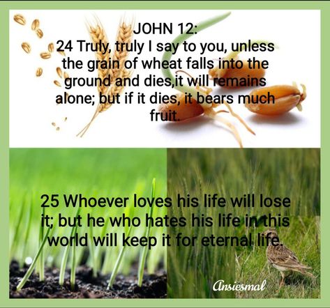 Truly, truly I say to you, unless the grain of wheat falls into the ground and dies, it remains alone Eternal Life, I Said, Wheat, Love Him, Verses, Bible Verses, Grain, Bible