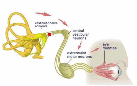 via GIFER I'm Toxic, 504 Plan, Medical Illustrations, Vestibular System, Visual Tracking, Motor Neuron, Vision Therapy, Brain Anatomy, Double Vision