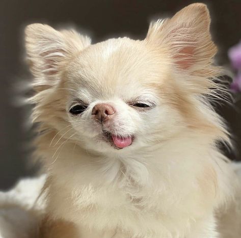 Tattoos Dog, Psy Chihuahua, Big Dogs Breeds, Biggest Dog In The World, Biewer Yorkie, Teacup Chihuahua Puppies, Gentle Soul, Cute Teacup Puppies, Wallpaper Dog