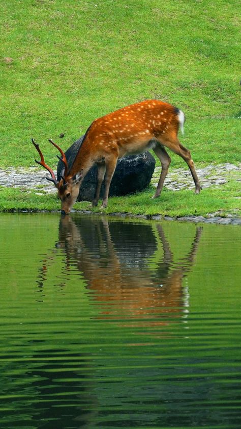 Nature photography Deer Drinking Water Drawing, Animals Drinking Water, Deer Drinking Water, Nara Deer Park, Deer Reference, Nara Deer, Pond Drawing, Water Deer, Beautiful Scenery Pictures