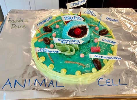 Plant Cell Project Ideas Models, Plant Cells Project Ideas, 3d Cell Project, Plant Cell Cake, Animal Cell Model Project, Edible Cell Project, 3d Animal Cell, Animal Cell Model, Plant Cell Project