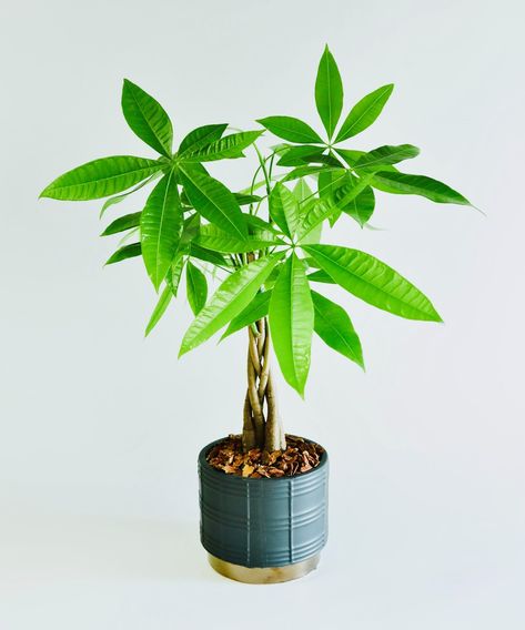 Money tree plant