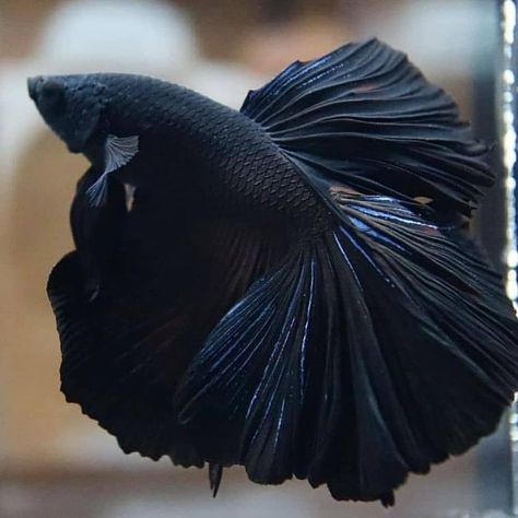 Aquatic Experts Official on Instagram: “Any betta fish keepers here?🖤 • www.aquaticexperts.com • Follow @aquaticexperts ✅ Follow @aquaticexperts ✅ 🎥 via @infocupangku…” Betta Tank, Beta Fish, Halfmoon Betta, Lace Cami Top, Betta Fish, Fish Tank, Instagram Profile, Cute Animals, Fish