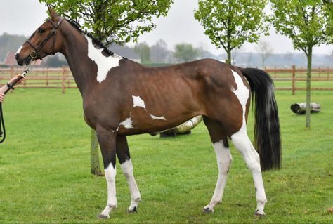 UCS Utah's Design, Belgian Warmblood mare Belgian Warmblood, Warmblood Horses, Coat Ideas, Dream Barn, Model Horses, Ride Or Die, Horse Breeds, Thoroughbred, Reference Photos