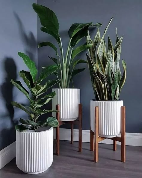 Minimalistic Home Decor, Plantas Interior, نباتات منزلية, Plant Room, Home Plants, Best Indoor Plants, Plant Decor Indoor, Interior Plants, Plant Stand Indoor