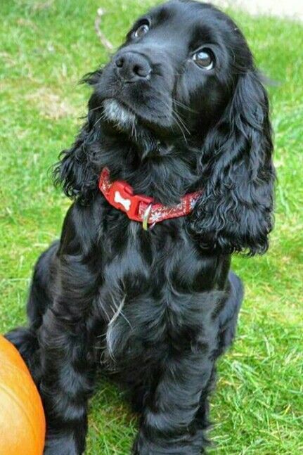 15 Facts You Should Know About Cocker Spaniels Funny Dogs Pics, Black Cocker Spaniel Puppies, Funny Dog Videos Hilarious, English Cocker Spaniel Puppies, Dogs Pics, Crazy Photos, Sprocker Spaniel, Nature Reference, Black Cocker Spaniel