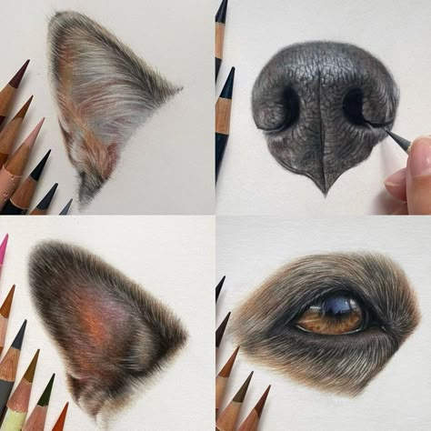 Ruby Welstead | Some of the smaller studies available on Patreon. I have a horse eye tutorial going live on Monday. Link in bio. 😊 #art #artist #drawing… | Instagram Dog Portrait Drawing, Dog Drawing Tutorial, Drawing Instagram, Drawing Dogs, Dog Portraits Painting, Portraits Painting, Pencil Drawings Of Animals, Horse Eye, Dog Sketch