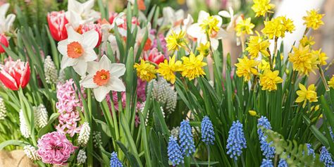 Spring Bulb Layering, Trench Planting Bulbs, Layered Bulb Planting, Curb Appeal Flower Beds, Fall Planted Bulbs, Tulips In Raised Beds, Spring Garden Layout, Landscaping With Bulbs, Tulip Bed Ideas