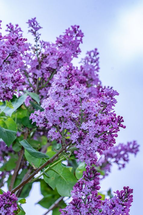 Pruning your lilacs can help with preventing disease. This will allow better air circulation as well as help with maintaining the plant's shape. #Lilacs #HowToGrowLilacs #LilacCare #Gardening #TheSpruce Common Lilac, Dye Plants, Nordic Garden, Lilac Plant, Lilac Bush, Evergreen Bush, Flowers To Grow, Syringa Vulgaris, Bush Plant