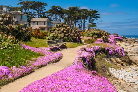 15 Friendliest Small Towns In The U.S. | TravelAwaits Pacific Grove California, Best Places To Retire, Retirement Ideas, Monterey Peninsula, Dog Friendly Beach, Monterey California, Pacific Grove, Carmel By The Sea, Pismo Beach