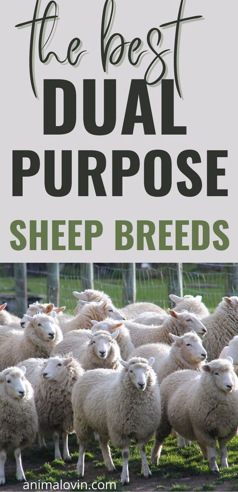 Raising Sheep, Sheep Ranch, Farm Sheep, Sheep Farming, Small Homestead, Homesteading Animals, Starting A Farm, Pet Sheep, Raising Ducks