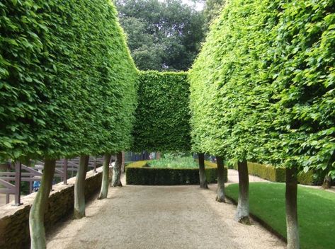 European hornbeam | The Potting Shed Hornbeam Hedge, Townhouse Garden, Garden Hedges, Manor Garden, Small Courtyard Gardens, Farmhouse Landscaping, Formal Garden, English Country Gardens, Potting Shed