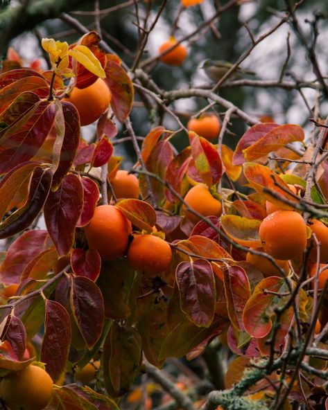 Persimmon Tree, Ripe Fruit, Attract Pollinators, Green I, Beautiful Fruits, How To Attract Birds, Fruit Tree, New Farm, Fruit Garden