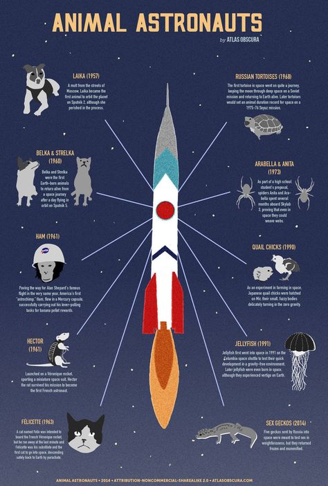 "A Graphic Guide to Space Animals" - Graphic created by Michelle Enemark, text by Allison C. Meier. Belka And Strelka, Animals In Space, Laika Dog, Animal Atlas, Animal Infographic, Space Dogs, Astronomy Facts, Space Animals, Astronomy Science