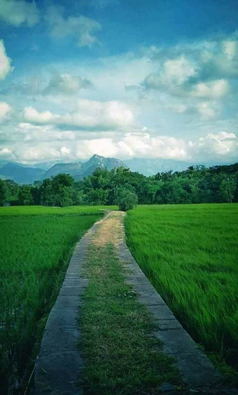 Palakkad is a beautiful district in Kerala that is very famous for the Palakkad Fort, the Jain temple, the annual Ratholsavam, and of course for the extremely beautiful green and lush Malampuzha gardens and dams. Kerala Paddy Field, Kerala Images Hd, Paddy Field Photography, Indian Farming, Cb Editing Background Full Hd, Cb Edit Background, Kerala Beauty, India Places, Background Picsart