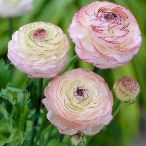 Van Zyverden Butter Cups Ranunculus Double Picotee Bulbs (Pack of 25) 11291 at The Home Depot - Mobile Ranunculus Asiaticus, Van Zyverden, Partial Sun Perennials, Persian Buttercup, Sun Perennials, Theme Nature, Summer Plants, Tall Plants, Bulb Flowers