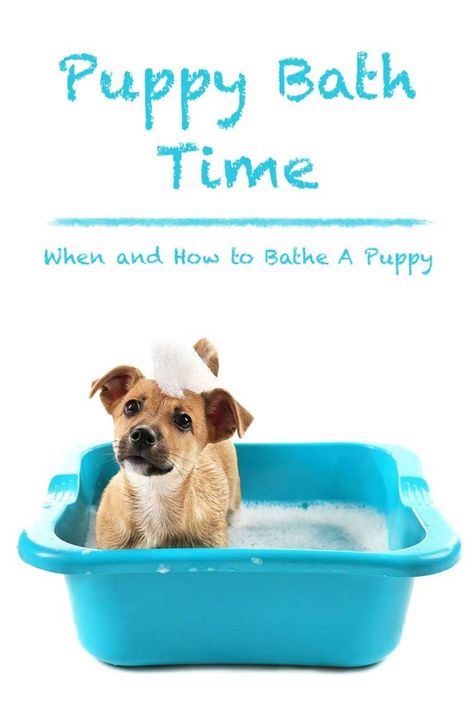 Puppy bath time - When and how to bathe a puppy. Puppy Bath, Puppy Time, Dog Minding, Puppies Tips, Easiest Dogs To Train, Baby Bath Time, Best Puppies, Dog Training Techniques, Dog Care Tips