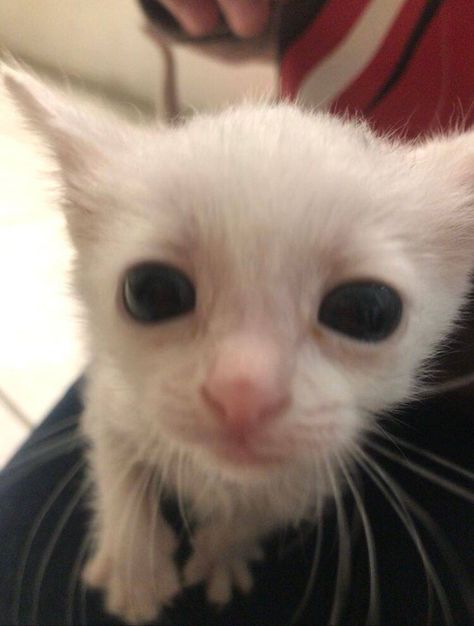 A Cat, White