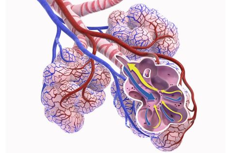 Respiratory System and How We Breathe: How We Breathe Alveoli Diagram, Muscle Diseases, Lung Anatomy, Lung Transplant, How To Stop Snoring, Lungs Health, Pulmonary Disease, Lung Disease, Scarring