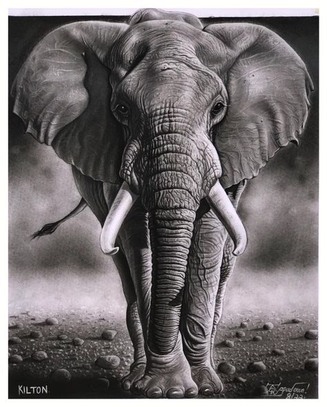 Elephant Head Photography, Female Elephant Tattoo, 01 Tattoo, Drawing Of An Elephant, Angry Elephant, Hunting Drawings, Elephant Painting Canvas, Elephant Sketch, Elephant Canvas Art