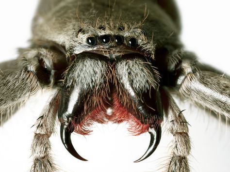 Can You Identify The Dangerous Utah Spiders?  This quiz was created for Beeline Pest Control as an awareness piece for the spider busy season. As it gets cold, they like to come inside to keep warm. Australian Spider, Spider Eyes, Insect Anatomy, Dangerous Spiders, Arachnids Spiders, Spider Face, Brown Recluse, Widow Spider, Black Widow Spider