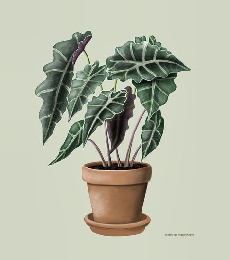 Alocasia ‘polly’ 👩🏻‍🎨 . . . #drawingplantlady #alocasia #procreate #drawing #art #digitalart #illustration #draw  #instaart #illustrator… Alocasia Plant Drawing, Alocasia Illustration, Alocasia Drawing, Plant Paintings, Alocasia Polly, Plant Drawings, Oxalis Triangularis, Succulent Garden Indoor, Alocasia Plant