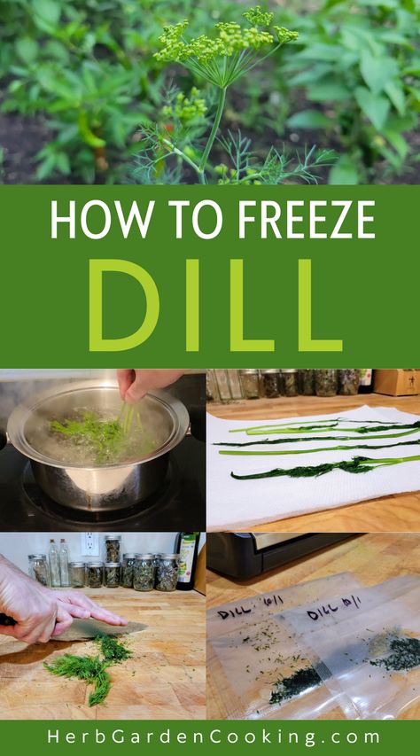 Freezing dill is a great way to retain dill’s flavor and aroma. Though it won’t be as crisp as fresh dill, it’s perfect for cooking. Freezing dill preserves more flavor than drying it, although drying extends its shelf-life. Freezing methods include blanching and freezing leaves or freezing dill in ice cube trays. Freezing Fresh Dill, Freezing Dill, Preserve Dill, Herb Preservation, Freezing Food Guide, Herbs Cooking, Freeze Food, Food Shelf Life, Freezing Herbs