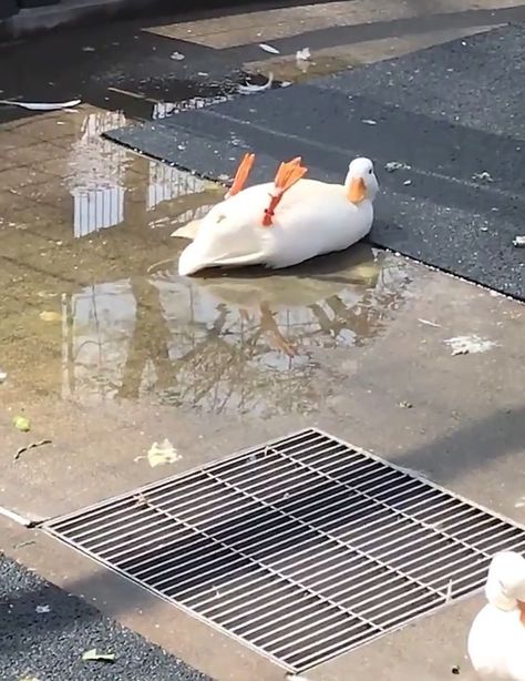 Sun Bath, Cute Ducklings, Cute Duck, A Duck, Sweet Dogs, Amazing Ideas, Funny Cat Videos, Funny Animal Pictures, Animal Memes