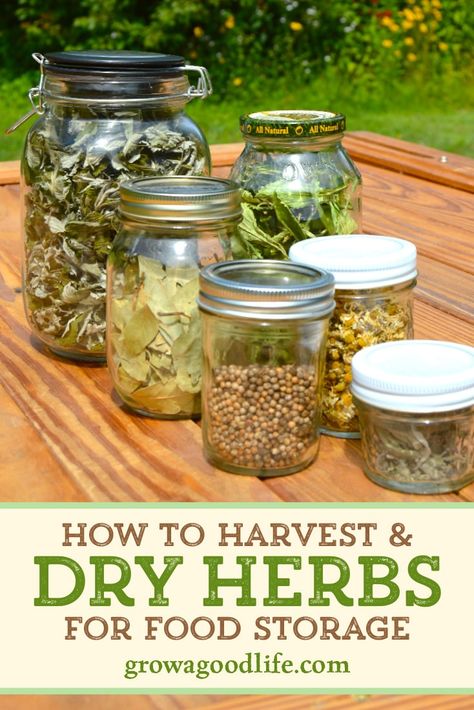 Freezing Fresh Herbs, Drying Fresh Herbs, Herb Storage, Preserving Herbs, Medicinal Herbs Garden, Dry Herbs, Harvesting Herbs, Homemade Tea, Herb Recipes