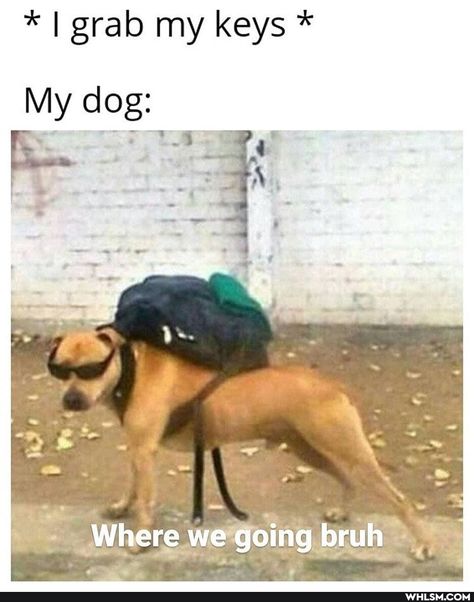 Conor Leslie, Witty Memes, Walpapers Cute, Funny Dog Memes, Funny Dog Pictures, Memes Br, Fresh Memes, Funny Animal Jokes, Cute Funny Dogs