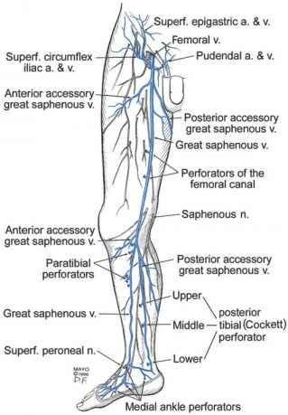 Gastrocnemius Muscle, Vascular Ultrasound, Leg Veins, Spinal Fluid, Vascular Surgery, Subcutaneous Tissue, Lower Extremity, Medical School Studying, Lower Limb