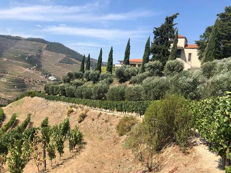 15 Fantastic Vineyards in Portugal You'll Love Portuguese Vineyard, Portugal Vineyard, Trip To Portugal, Fortified Wine, Wine House, Douro Valley, Growing Grapes, Drink Wine, Algarve Portugal