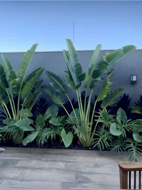 Using symmetry in your planting design can create a balanced and harmonious look. Palm Tree Privacy Fence, Landscape Ideas With Palm Trees, Tropical Landscaping Plants, Travelers Palm Landscape, Small L Shaped Backyard Ideas, Large Plants Outdoor, Florida Yard Landscaping, Medditeranean Backyard, Birds Of Paradise Plant Outdoor