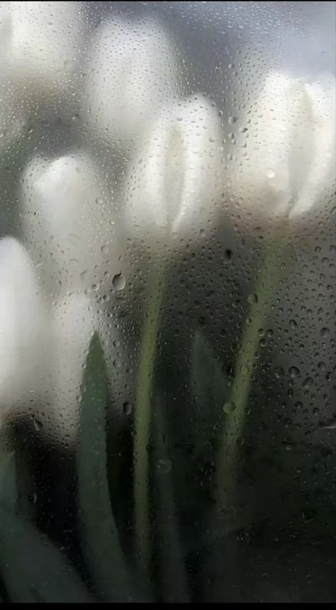 Rainy Wallpaper Aesthetic, Rainy Wallpaper, 3d Wallpaper Cute, Rain Wallpapers, Iphone Wallpaper Stills, Music Poster Design, Flowery Wallpaper, Android Wallpaper Flowers, Funny Phone Wallpaper