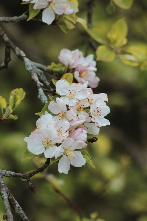 blooming apple tree 🍏 Blooming Apple, Apple Tree Blossoms, Blooming Apples, Apricot Blossom, Apple Blossom, Apple Tree, Cherry Blossoms, Spring Flowers, Apricot