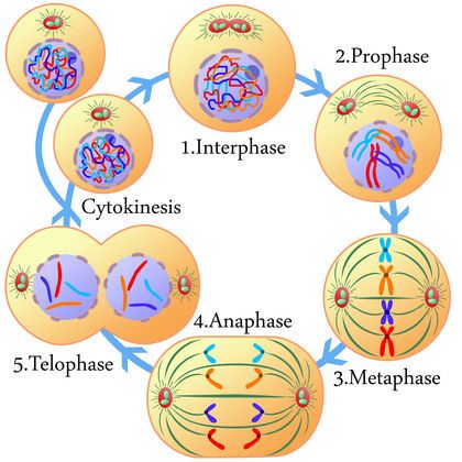 Protein Synthesis 3792 Cell Cycle Diagram, Blood Type Chart, Nuclear Membrane, Somatic Cell, Punnett Squares, Cell Cycle, Cell Division, Animal Cell, Plant Cell