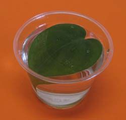 Earth Day science experiment: cut a green leaf off of a plant. fill the glass with water. Place the leaf in the glass. Put the leaf in a sunny location. Make a prediction what you will see in an hour. Write down your prediction on a piece of paper. After an hour carefully look at the leaf and side of the glass. You should be able to see lots of tiny bubbles that have formed on the edges of the plant and on the side of the glass. Plant Experiments, Water Experiments, Plants Unit, Experiments For Kids, Kids Science, Plant Science, Kindergarten Science, Science Units, Easy Science