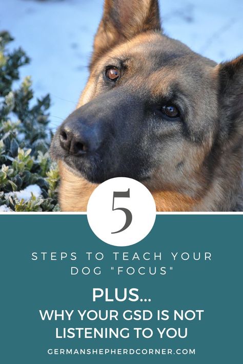 Threshold Training Dog, Gsd Training, German Shepherd Puppies Training, German Shepherd Training, Dog Trends, Holistic Pet Care, Capn Crunch, Puppy Time, Dog Commands