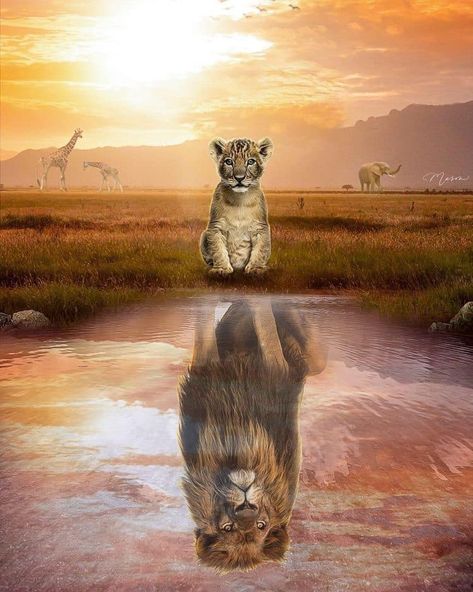 You Vs You Tattoo, Lion Real, Reflection Tattoo, Spiritual Pictures, Lion Tattoo Sleeves, Lion Family, Lion Photography, Water Tattoo, Lions Photos