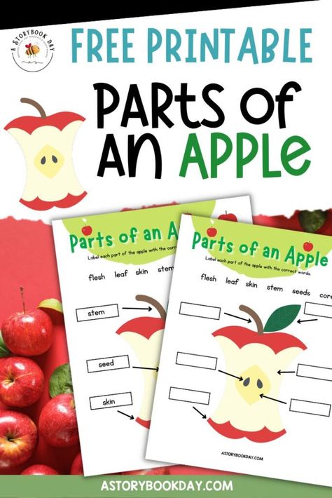 Do you have a little one who is learning about the parts of an apple? This printable Parts of an Apple worksheet will help your child learn all about them! This worksheet is a great way to introduce your child to the different parts of an apple. Print it out today and have some educational... The post Free Printable Parts of an Apple Worksheet for Kids appeared first on A Storybook Day. Parts Of An Apple Craft, Apple Parts Free Printable, Parts Of An Apple Free Printable, Parts Of An Apple Anchor Chart, Apples First Grade, Apple Chart, Apple Unit Study, Apple Cut, Apple Life Cycle