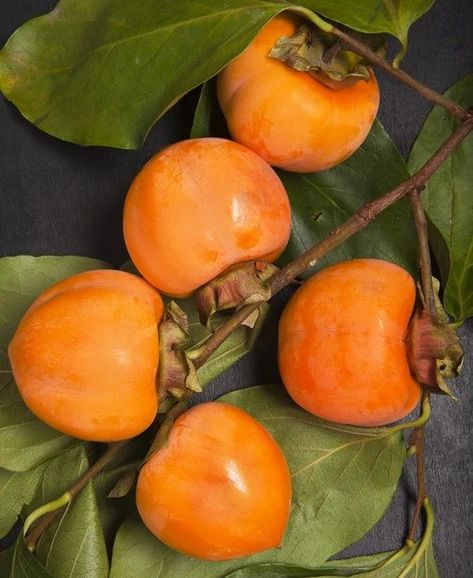 Chocolate Persimmon, Fuyu Persimmon Tree, American Persimmon, Popular Pies, Persimmon Tree, Persimmon Fruit, Fast Growing Evergreens, Columnar Trees, Yellow Plums