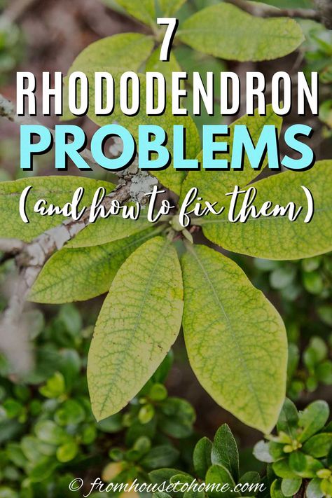 Rhododendron Problems, Rhododendron Care, Concrete Diy Garden, Hillside Gardening, Rhododendron Plant, Common Garden Plants, Shade Loving Shrubs, Tiny Gardens, Plants Under Trees