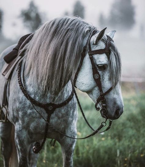 Dapple Grey Horses, Andalusian Horse, Horse Aesthetic, Most Beautiful Horses, Grey Horse, Majestic Horse, All The Pretty Horses, Horse Crazy, Cute Horses