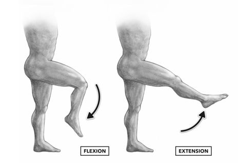 Vastus Medialis, Rectus Femoris, Flexion And Extension, Basic English Sentences, Body Joints, Lower Limb, Body Movement, Leg Extensions, Anatomy Study